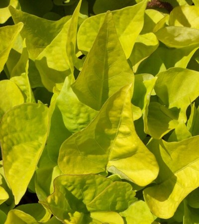 Sweet Potato Vine Sweet Caroline Light Green